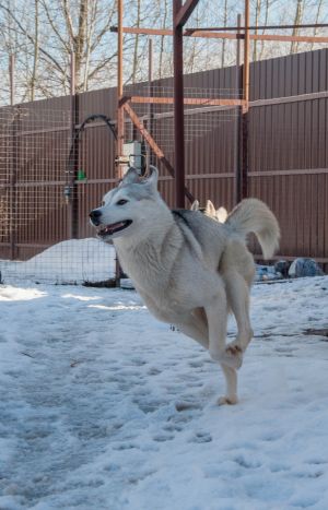 Dog Photo