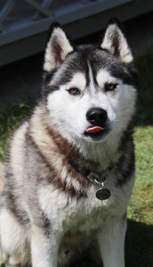 Dog Photo
