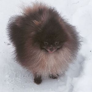 Dog Photo
