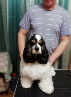 Dog Photo