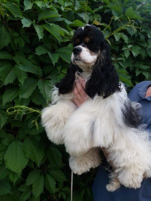 Dog Photo