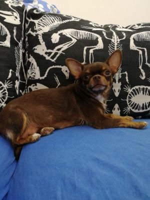 Dog Photo