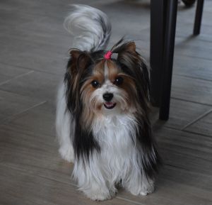 Dog Photo
