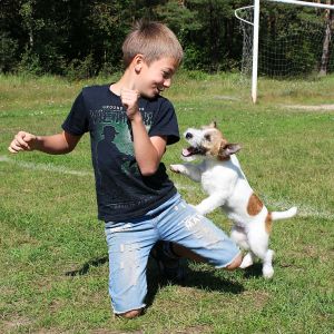 Dog Photo