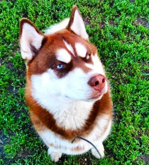 Dog Photo