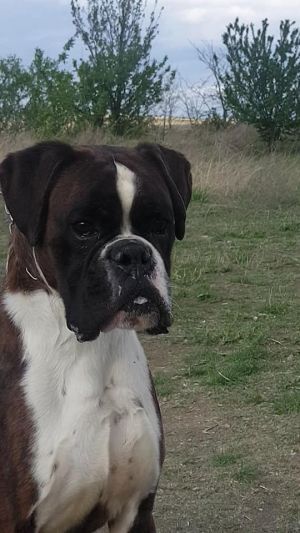 Dog Photo