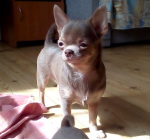 Dog Photo