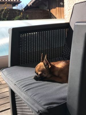 Dog Photo