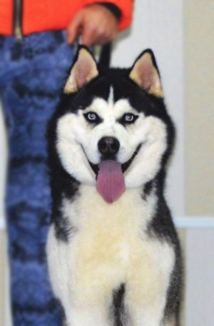 Dog Photo