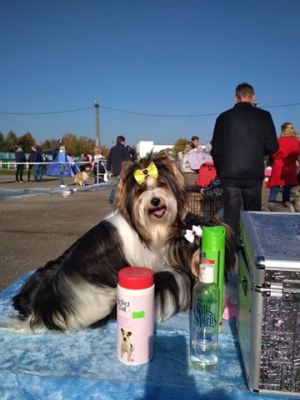 Dog Photo