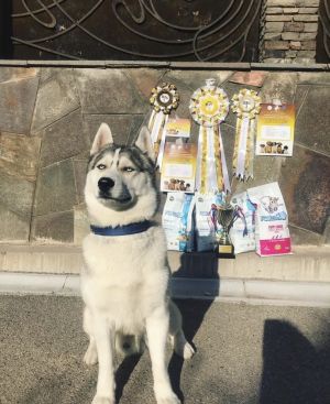 Dog Photo