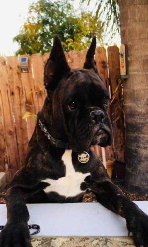 Dog Photo