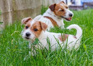 Dog Photo