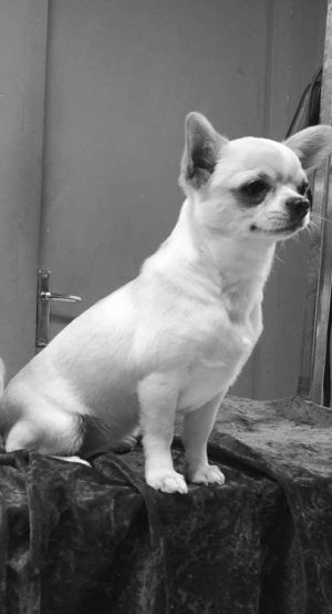 Dog Photo
