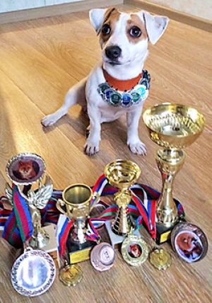 Dog Photo