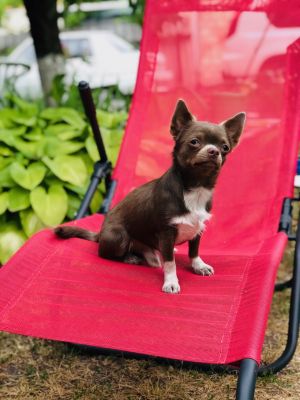 Dog Photo