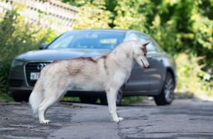 Dog Photo