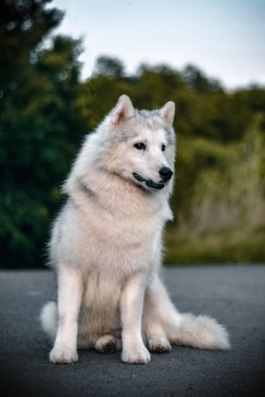 Dog Photo