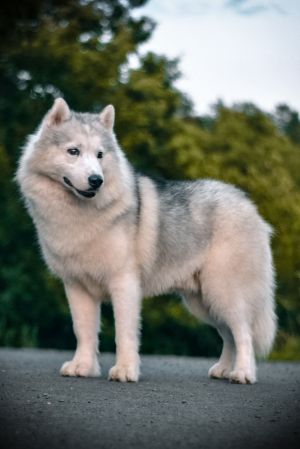 Dog Photo