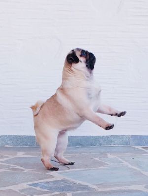 Dog Photo