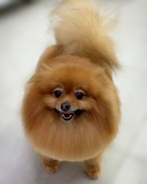 Dog Photo