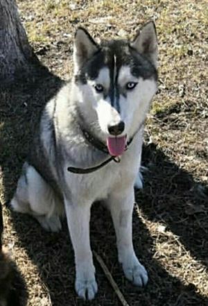 Dog Photo