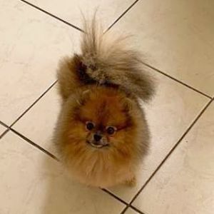 Dog Photo