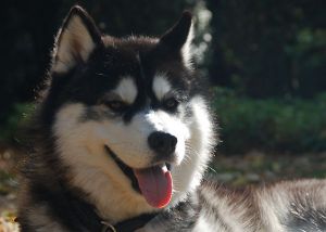 Dog Photo