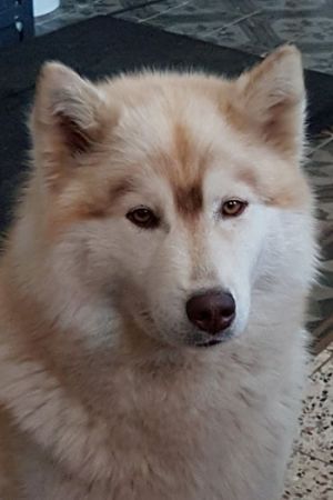 Dog Photo
