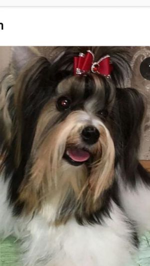Dog Photo