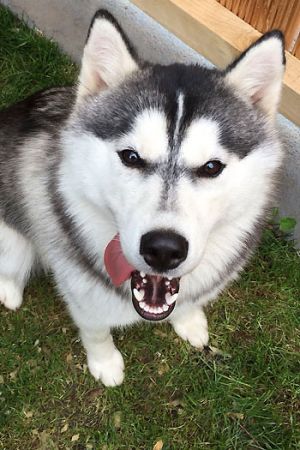 Dog Photo
