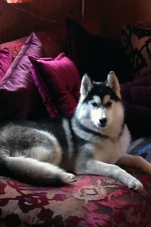 Dog Photo