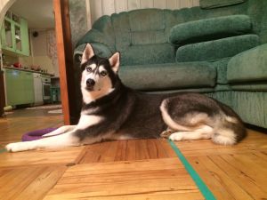Dog Photo
