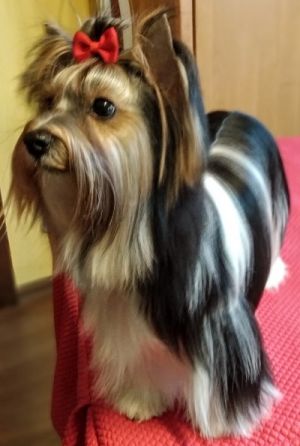 Dog Photo