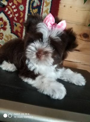 Dog Photo