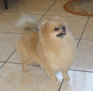 Dog Photo