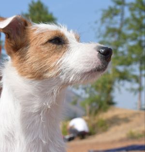 Dog Photo