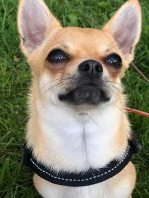 Dog Photo