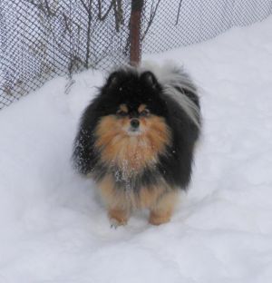 Dog Photo
