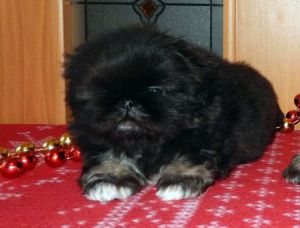 Dog Photo