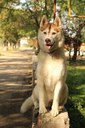 Dog Photo