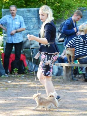 Dog Photo