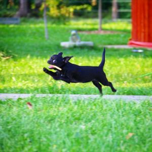 Dog Photo