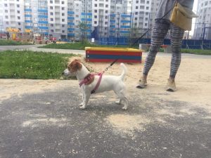 Dog Photo