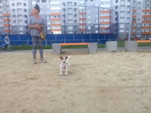 Dog Photo