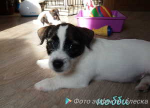Dog Photo