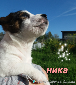 Dog Photo