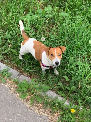 Dog Photo