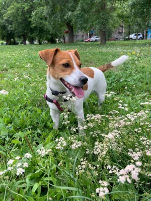 Dog Photo