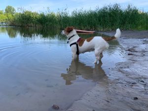 Dog Photo